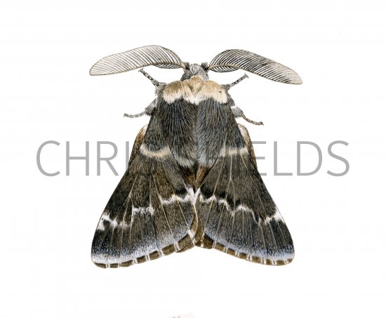Illustration of December Moth (Poecilocampa populi) (#4162)