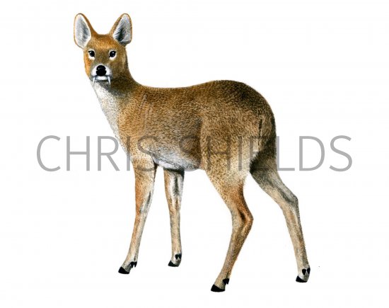Illustration of Deer (Chinese Water Deer) Hydropotes inermis (#0670)