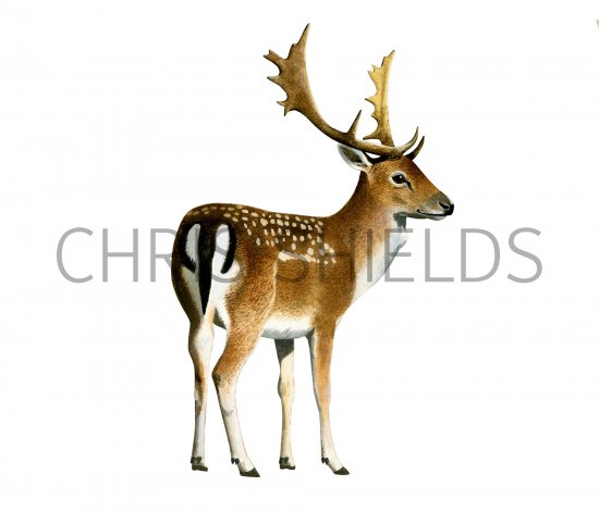 Illustration of Deer (Fallow) Dama dama (#3674)