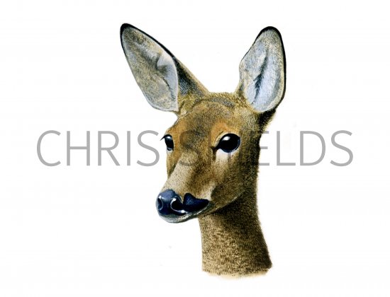 Illustration of Deer (Roe) Capreolus capreolus (#0673)