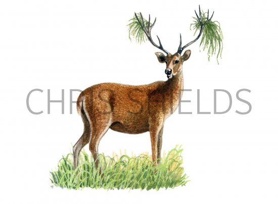 Illustration of Deer (Sambar) Cervus unicolor (#0558)