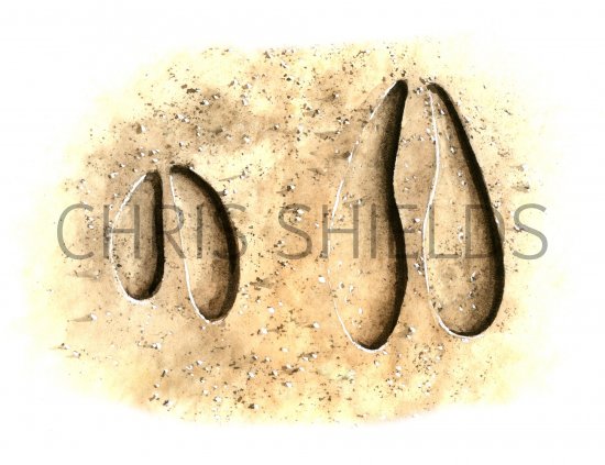 Illustration of Deer Tracks (#0559)