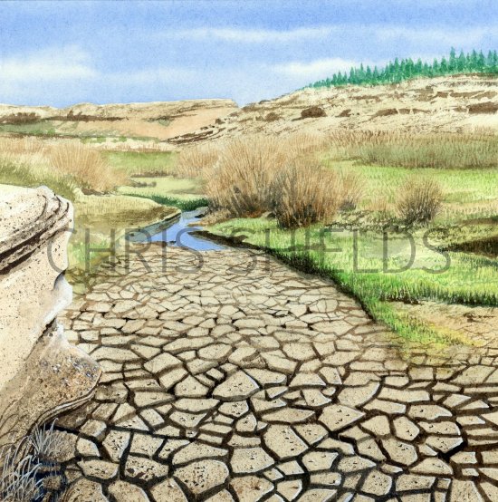 Illustration of Desert Landscape (USA) (#2312)