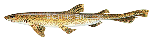 Illustration of Dogfish (Scyliorhinus caniculus) (#0162)