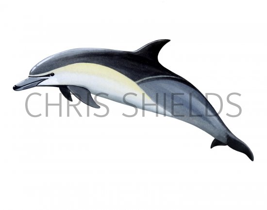 Illustration of Dolphin (Common) Delphinus delphis (#1849)