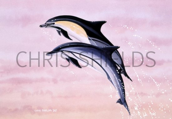 Illustration of Dolphin (Common) Delphinus delphis & (Striped) Stenella coeruleoalba (#0877)