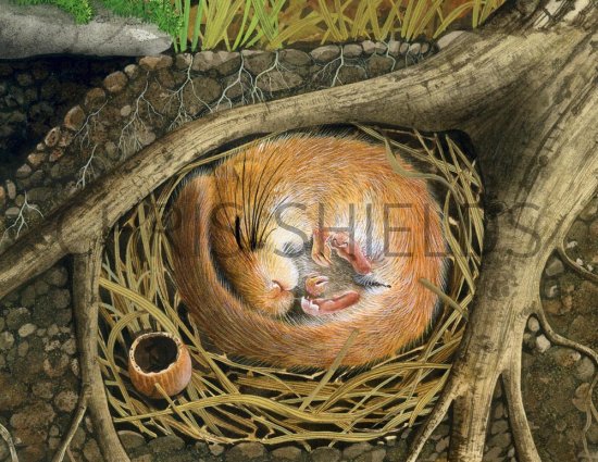 Illustration of Dormouse (Muscardinus avellanarius) (#0241)