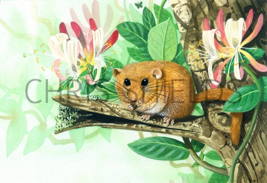 Illustration of Dormouse (Muscardinus avellanarius) (#1417)