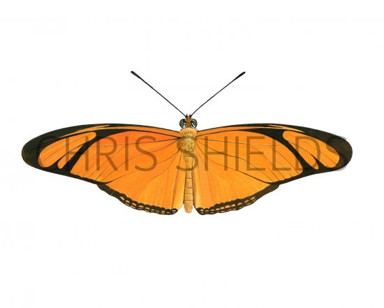 Illustration of Flambeau (Dryas iulia) (#2174)