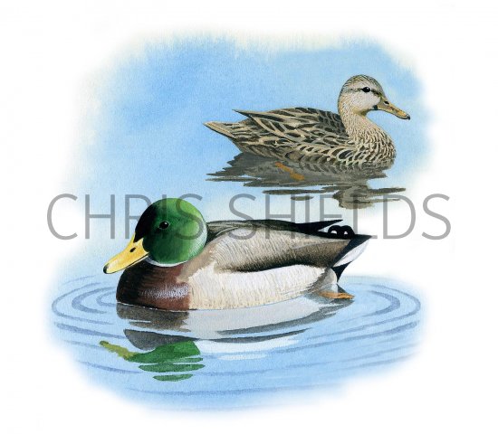 Illustration of Mallard (Anas platyrhyncho) (#3230)