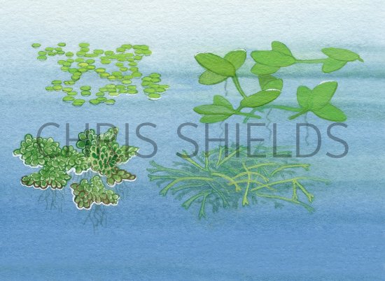 Illustration of Duckweeds - Ivy-leaved Duckweed (Lemma triscula) Rootless duckweed (Wolffia arrhiza) Water Fern (Azolla filiculoides) Crystalwort (Riccia flutans) (#4356)