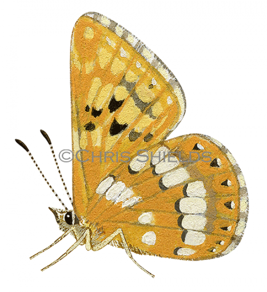 Illustration of Duke od Burgundy Fritillary (Hamearis lucina) (#2165)