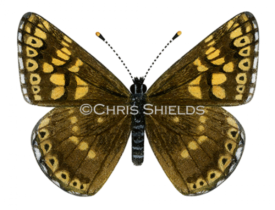 Illustration of Duke of Burgundy Fritillary (Hamearis lucina) (#2159)