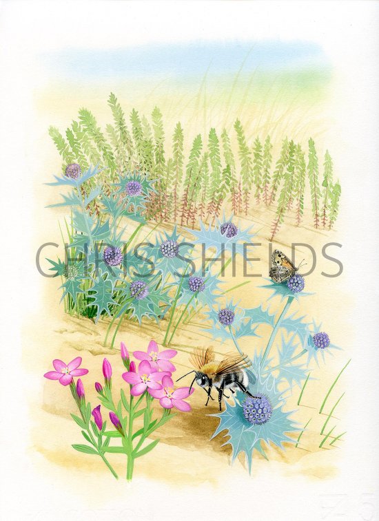 Illustration of Dune Flowers (#3482)
