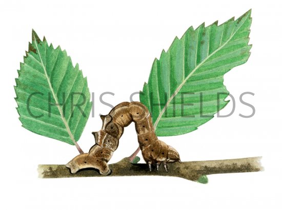 Illustration of Early Thorn Caterpillar (Selenia dentaria) (#2518)