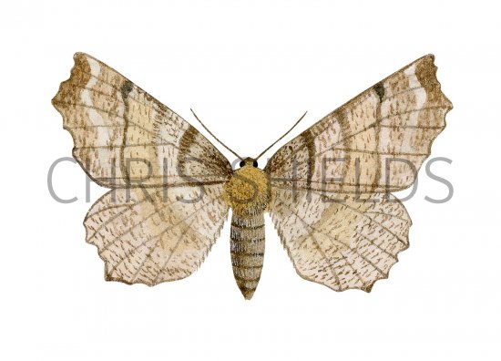 Illustration of Early Thorn (Selenia dentaria) (#3414)