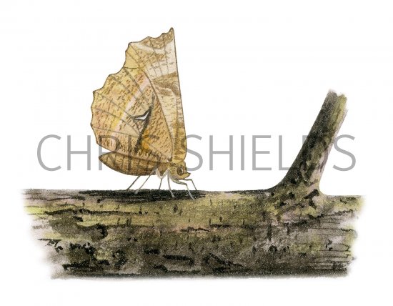 Illustration of Early Thorn (Selenia dentaria) (#3415)