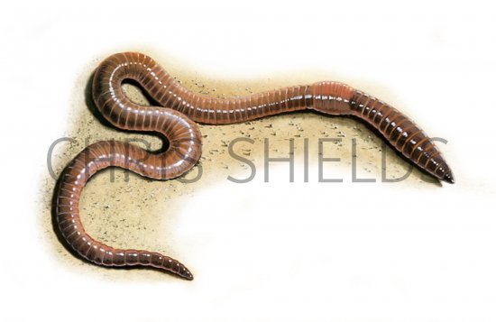 Illustration of Earthworm (Lumbricus terrestris) (#0362)