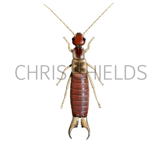 Illustration of Earwig (male) Forticula lesnei (#2608)
