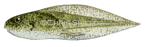 Illustration of Edible Frog tadpole (Pelophylax esculentus) (#3109)