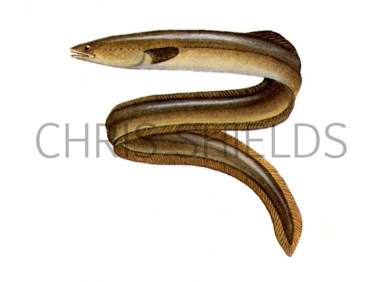 Illustration of Eel (common) Anguilla anguilla (#0139)