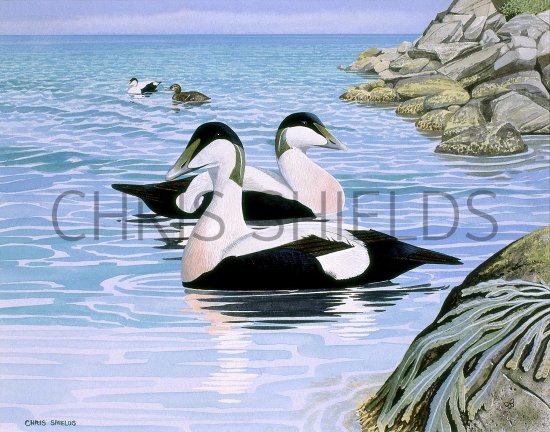 Illustration of Eider Duck (Somateria mollissima) (#3337)
