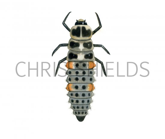 Illustration of Eleven-spot Ladybird larvae (Coccinella 11-punctata) (#1793)