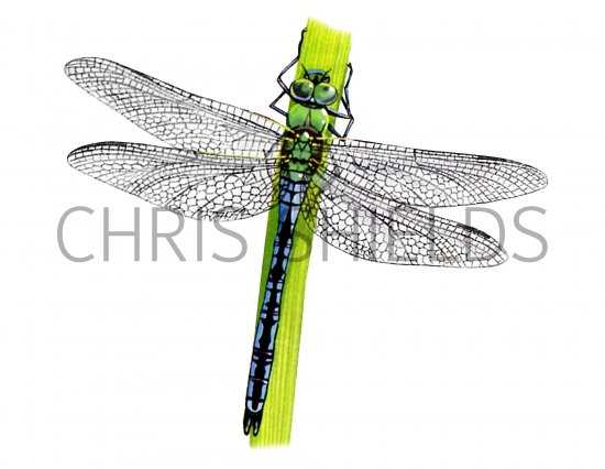 Illustration of Dragonfly (Emperor) Anax imperator (#1291)