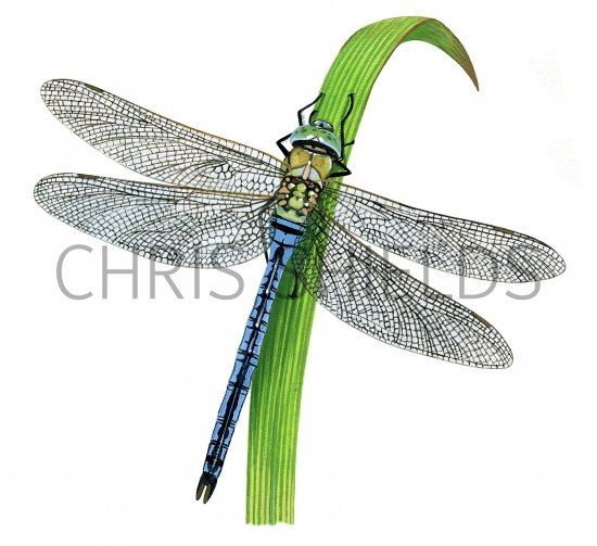 Illustration of Dragonfly (Emperor) Anax imperator (#3378)