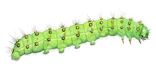 Illustration of Emperor Moth Caterpillar (Saturnia pavoniaI) (#4400)