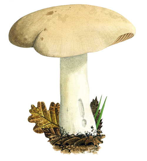 Illustration of Entoloma sinuatum (Livid Pinkgill) (#4475)
