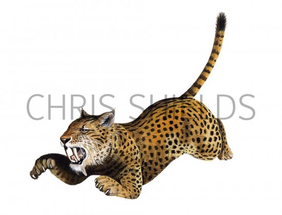 Illustration of Eusmilus (#0586)