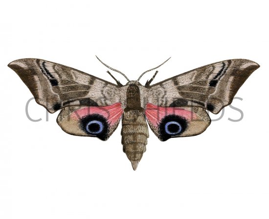 Illustration of Eyed Hawkmoth (Smerinthus ocellata) (#2297)