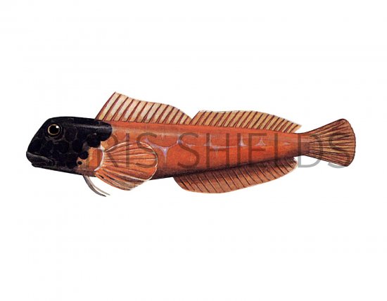 Illustration of Blenny (Black-headed) Lipophrys nigriceps (#3047)