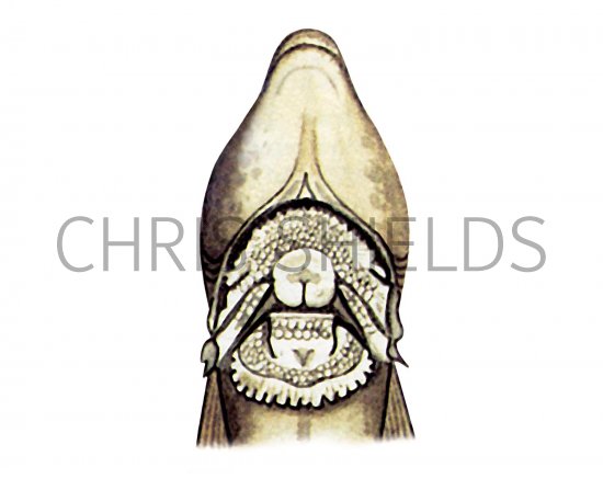 Illustration of Shore Clingfish (Lepadogaster lepadogaster) (#3070)
