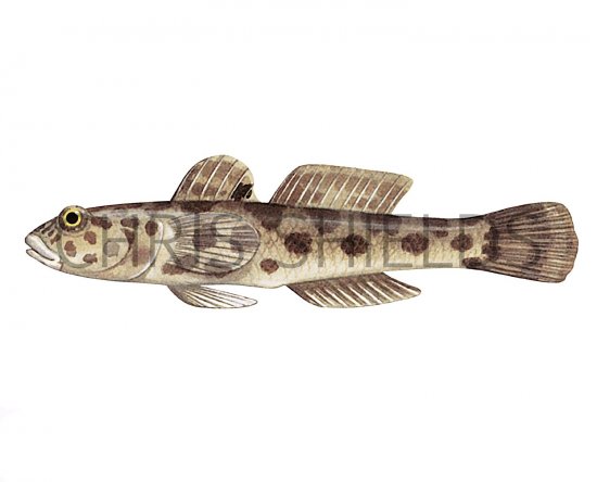 Illustration of Leopard Spotted Goby (Thorogobius ephippiatus) (#3056)