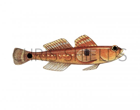 Illustration of Two-spotted Goby (Gobiusculus flavesens) (#3060)