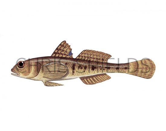 Illustration of Sand Goby (Pomatoschistus minutus) (#3062)