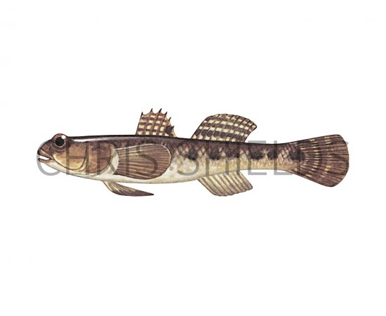 Illustration of Common goby (Pomatoschistus microps) (#3067)