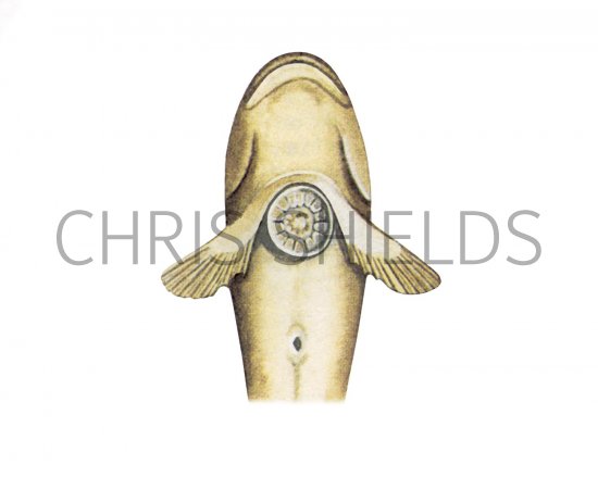 Illustration of Montagu's Sea Snail (Liparis monagui) (#3085)