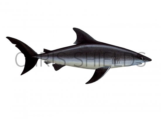 Illustration of Shark (Porteagle) Lamna nasus (#3087)