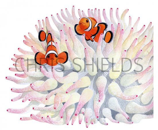 Illustration of Clownfish (Amphiprion ocellaris) (#3427)