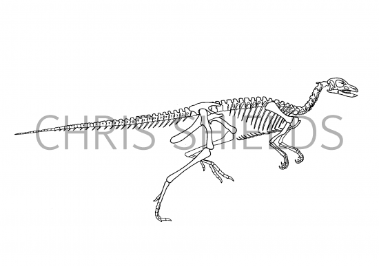 Illustration of Fabrusaurus (#0204)