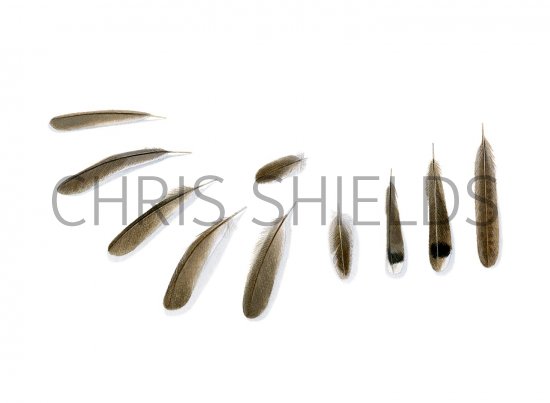 Illustration of Fan-tailed Warbler feathers (Cisticola juncidis) (#2939)