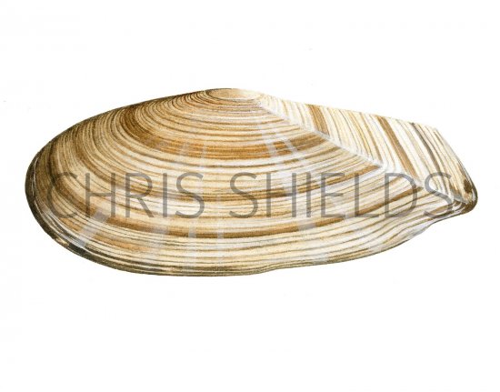 Illustration of Faroe sunset shell (Gari fervensis) (#1973)