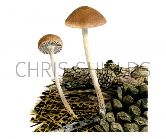 Illustration of Fayodia bisphaerigera (Slender Navel) (#4057)