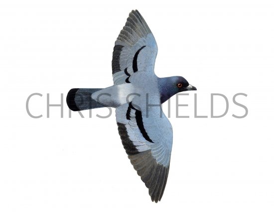 Illustration of Rock Dove (Columba livia) (#1197)