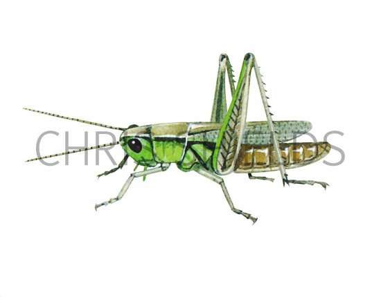 Illustration of Field Grasshopper (Chorthippus brunneus) (#2581)