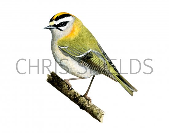 Illustration of Firecrest (Regulus ignicapillus) (#3989)