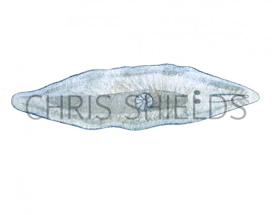 Illustration of Flatworm (Mesostoma) (#2286)